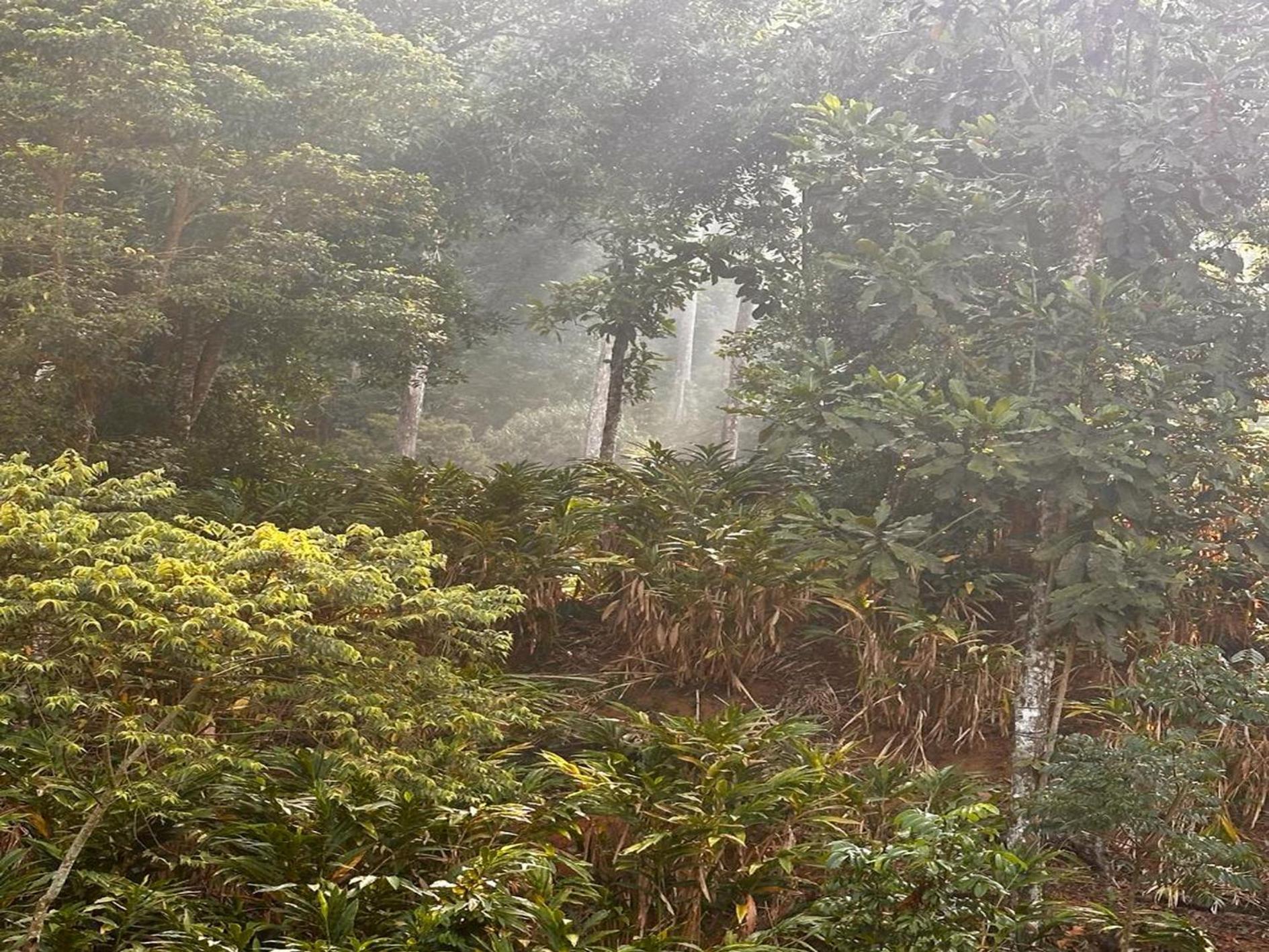 Falling Waters Munnar Esterno foto